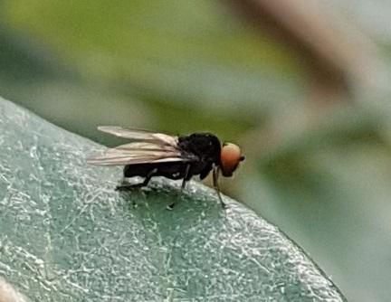 Lindneromyia dorsalis
